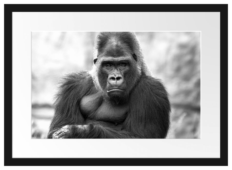 gelangweilter Gorilla Kunst B&W Passepartout 55x40