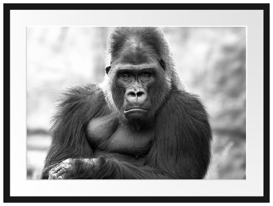 gelangweilter Gorilla Kunst B&W Passepartout 80x60