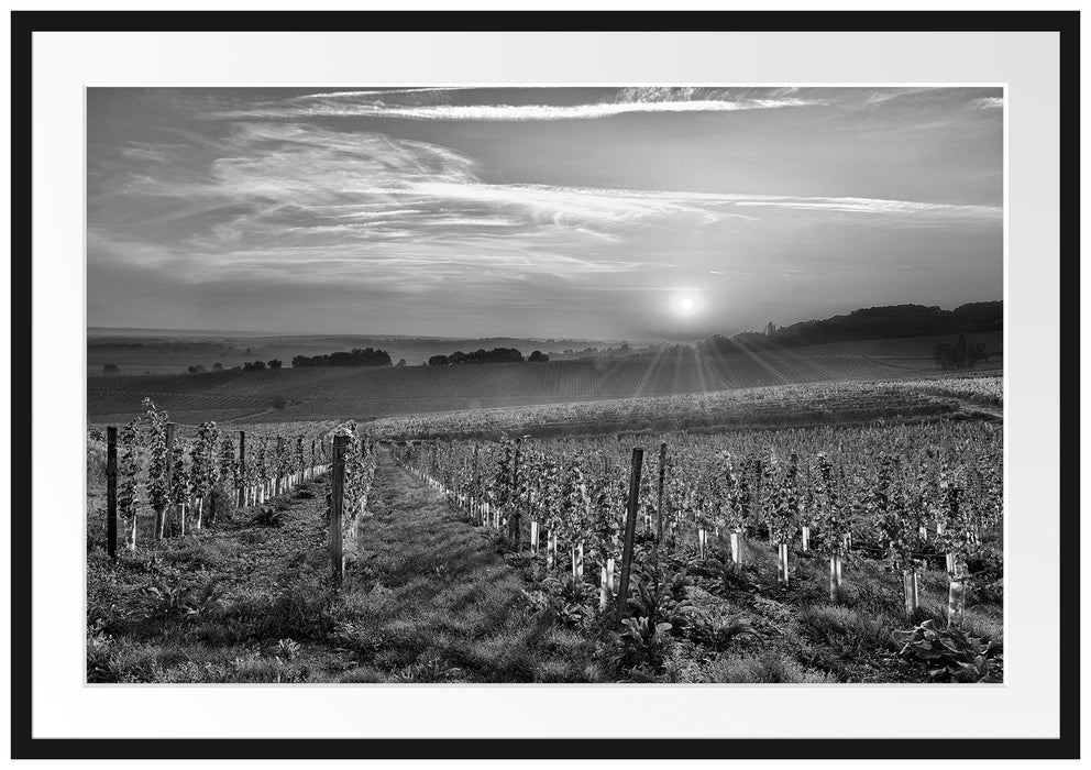 Pixxprint Weinberg in Bergerac Frankreich, im Galerie-Passepartout Bilderrahmen