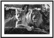 interessiertes Löwenpaar Kunst B&W Passepartout 100x70
