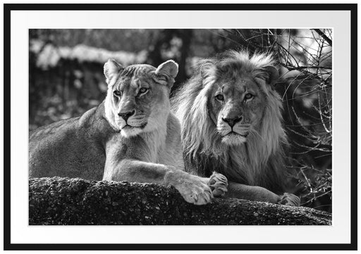 interessiertes Löwenpaar Kunst B&W Passepartout 100x70