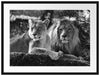interessiertes Löwenpaar Kunst B&W Passepartout 80x60