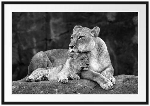 Löwe Löwenjungen Passepartout 100x70
