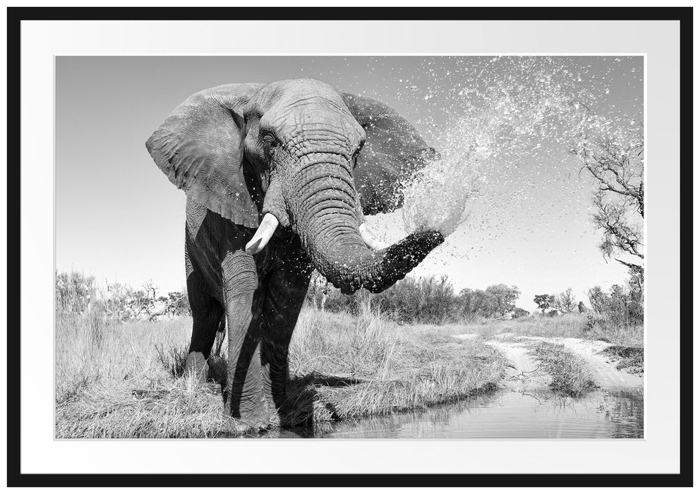 Pixxprint Elefant spritzt mit Wasser, im Galerie-Passepartout Bilderrahmen
