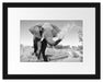Elefant spritzt mit Wasser Passepartout 38x30