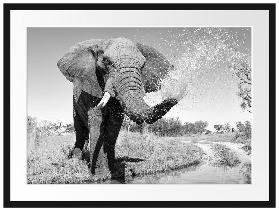 Elefant spritzt mit Wasser Passepartout 80x60