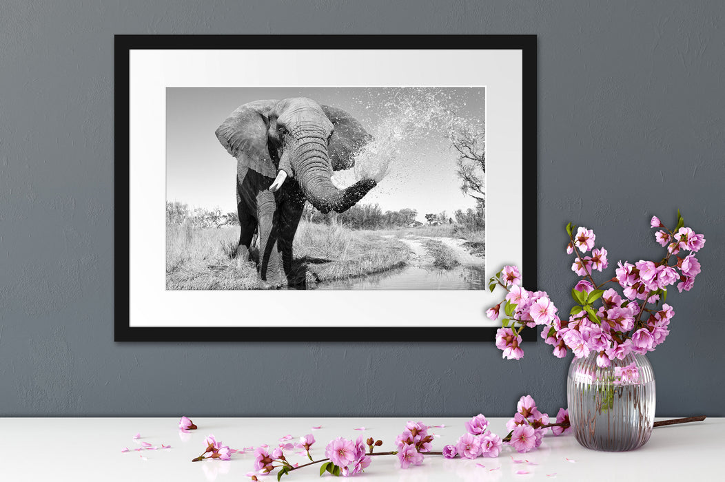 Elefant spritzt mit Wasser Passepartout Wohnzimmer
