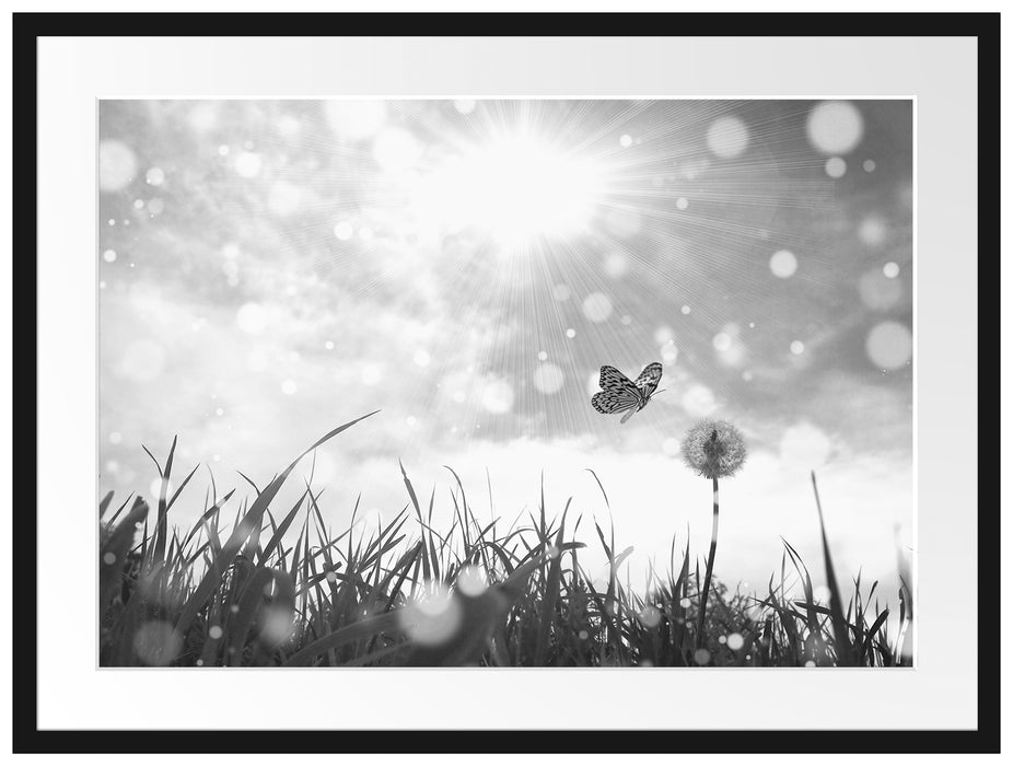 Schmetterling fliegt zu Pusteblume Passepartout 80x60