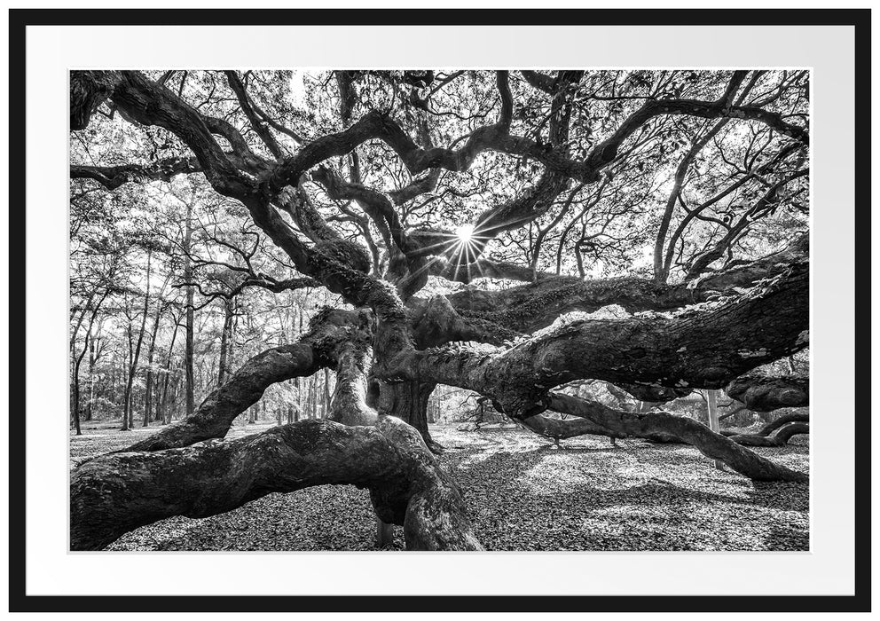 Pixxprint Baum, im Galerie-Passepartout Bilderrahmen