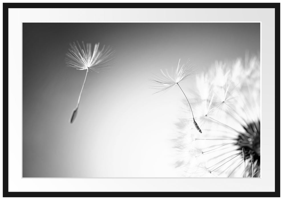 Pixxprint Löwenzahn Pusteblume, im Galerie-Passepartout Bilderrahmen