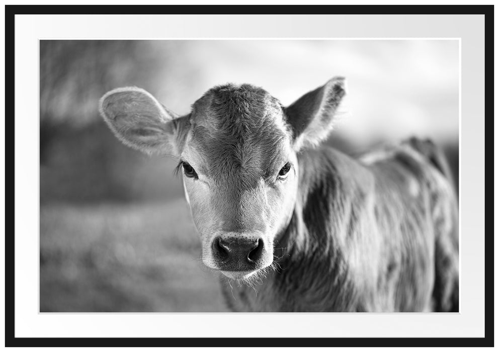Pixxprint Junge Kuh Kälbchen Kunst B&W, im Galerie-Passepartout Bilderrahmen