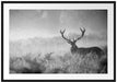 Rotwild Hirsch im Nebel Kunst B&W Passepartout 100x70