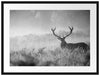 Rotwild Hirsch im Nebel Kunst B&W Passepartout 80x60
