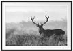 Rotwild Hirsch in Abenddämmerung Passepartout 100x70
