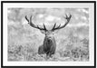 Großer Hirsch im Feld Kunst B&W Passepartout 100x70
