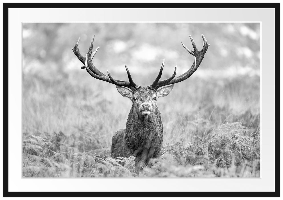 Pixxprint Großer Hirsch im Feld Kunst B&W, im Galerie-Passepartout Bilderrahmen