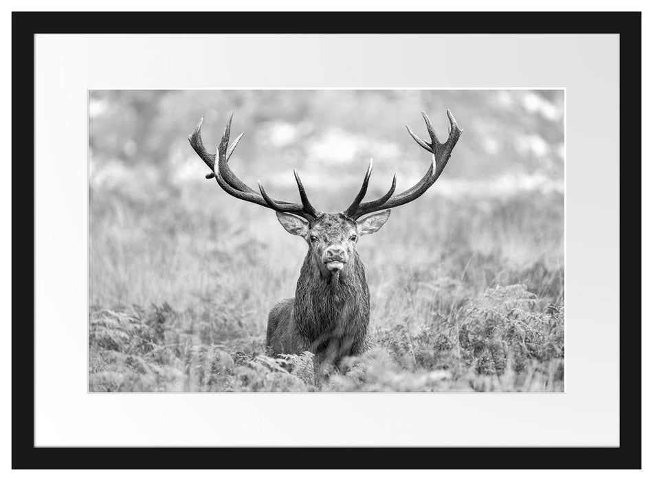 Großer Hirsch im Feld Kunst B&W Passepartout 55x40