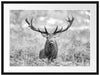 Großer Hirsch im Feld Kunst B&W Passepartout 80x60