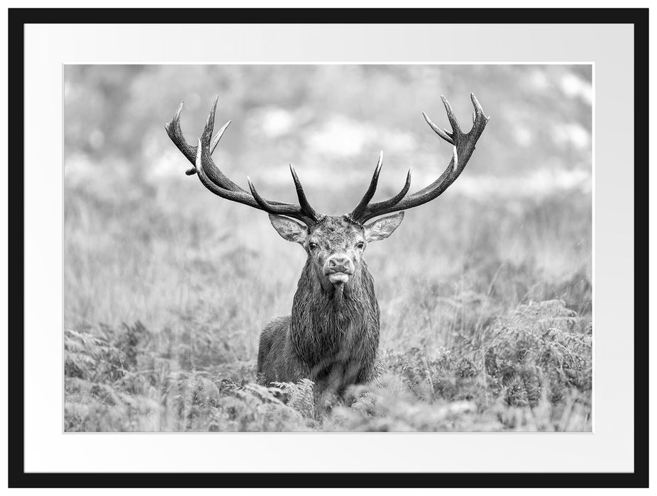 Großer Hirsch im Feld Kunst B&W Passepartout 80x60