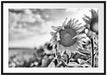 Sonnenblumenfeld SonnenblumeSonne Passepartout 100x70