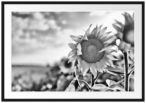 Sonnenblumenfeld SonnenblumeSonne Passepartout 100x70