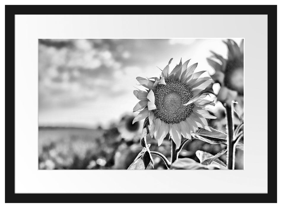 Sonnenblumenfeld SonnenblumeSonne Passepartout 55x40
