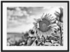 Sonnenblumenfeld SonnenblumeSonne Passepartout 80x60