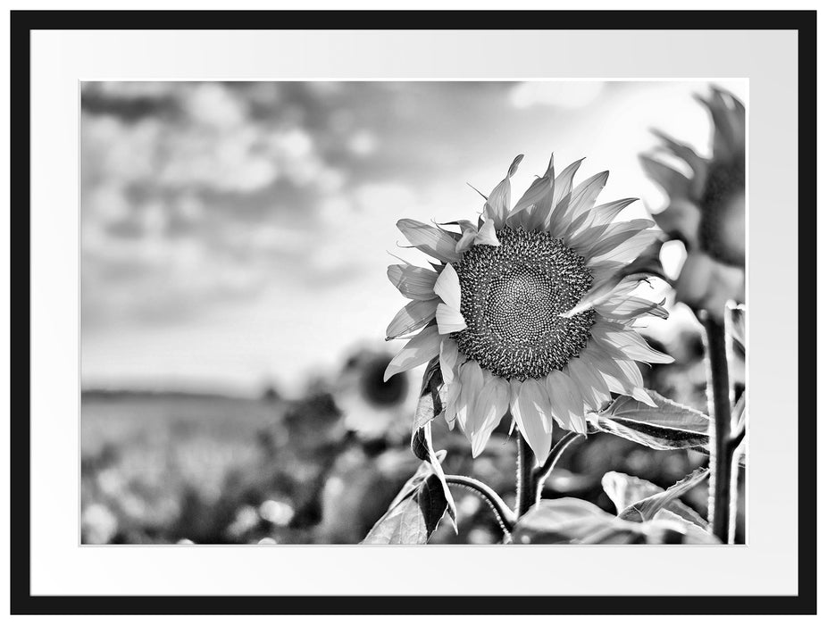 Sonnenblumenfeld SonnenblumeSonne Passepartout 80x60