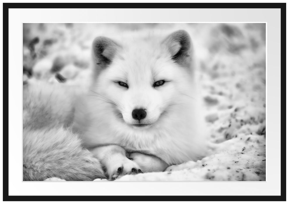 Pixxprint Weißer Fuchs, im Galerie-Passepartout Bilderrahmen