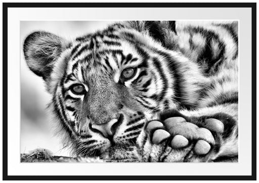 Tiger Passepartout 100x70