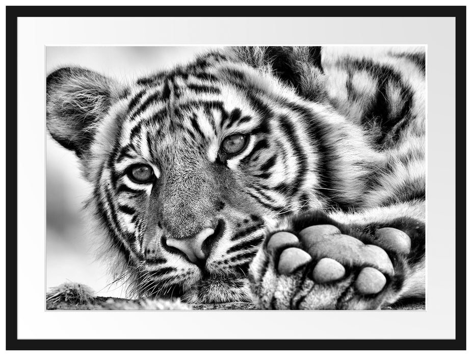 Tiger Passepartout 80x60