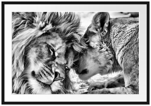 Kuschelnde Löwen Passepartout 100x70