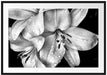 Dark Blüte schwarz-Weiß Passepartout 100x70