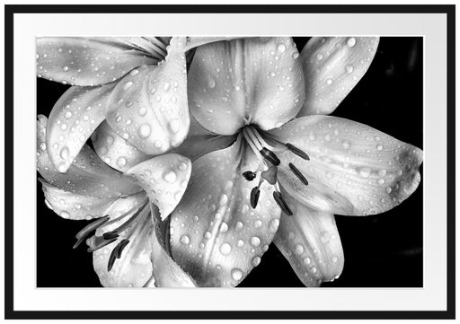 Dark Blüte schwarz-Weiß Passepartout 100x70