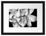 Dark Blüte schwarz-Weiß Passepartout 38x30