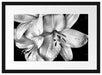 Dark Blüte schwarz-Weiß Passepartout 55x40