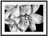 Dark Blüte schwarz-Weiß Passepartout 80x60