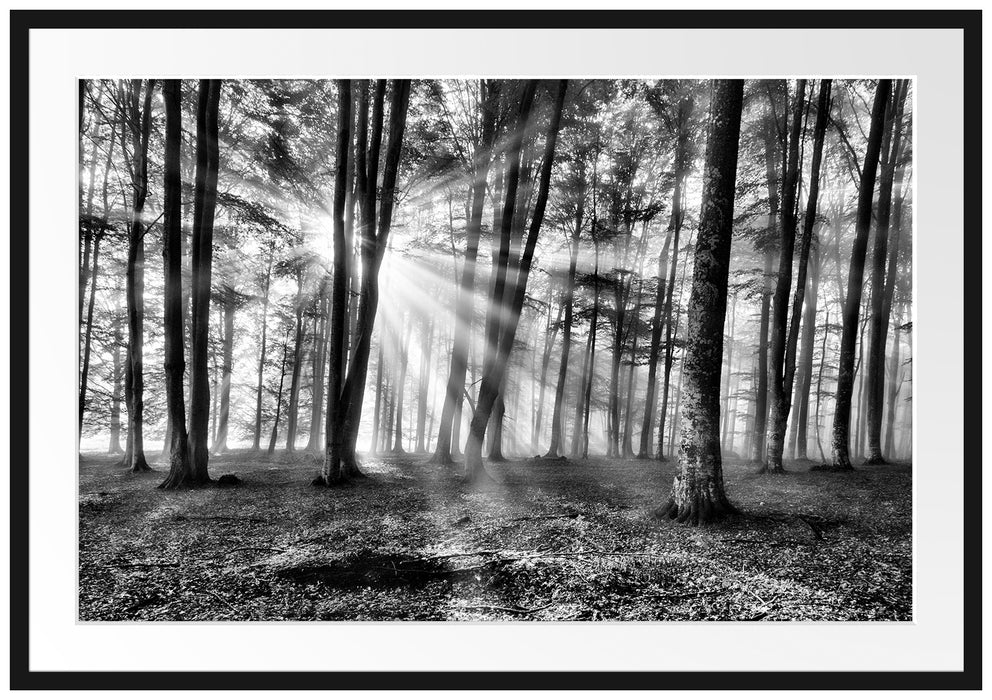 Pixxprint Waldlichtung im Sonnenschein, im Galerie-Passepartout Bilderrahmen