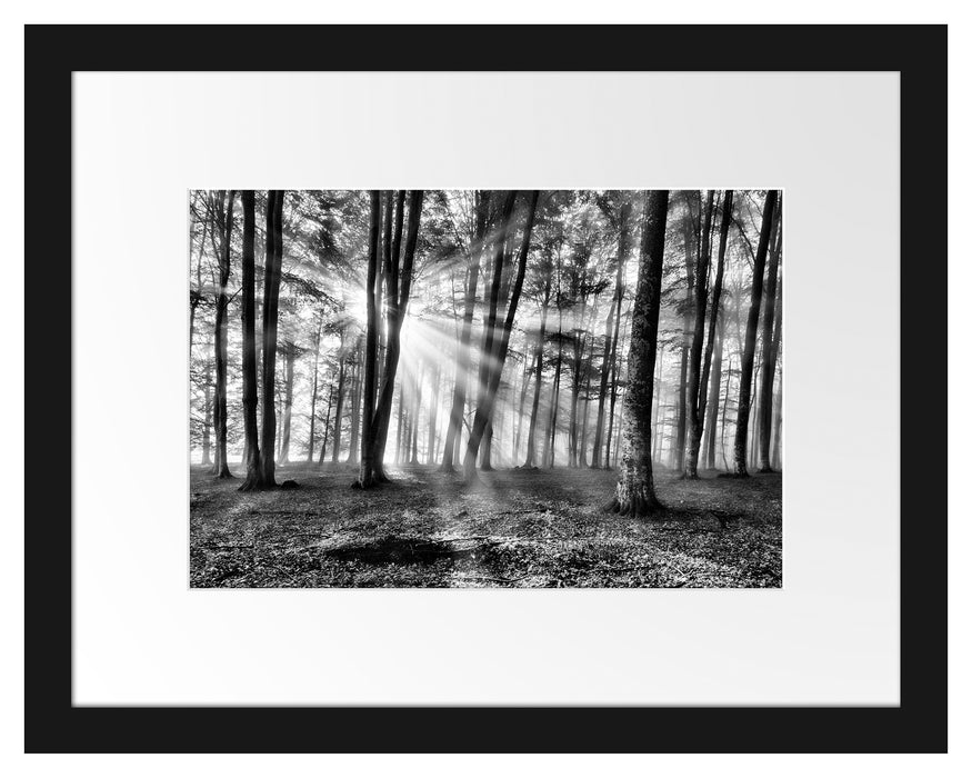 Waldlichtung im Sonnenschein Passepartout 38x30
