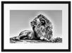 liegender Löwe Passepartout 55x40