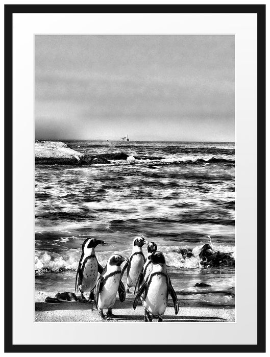 Pinguine am Strand Passepartout 80x60