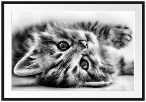 Süßes Katzenbaby Passepartout 100x70