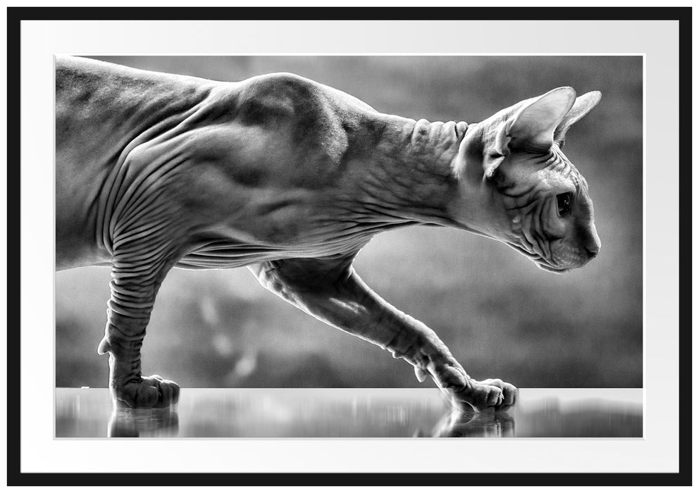 Pixxprint Einzigartige Sphynx Katze, im Galerie-Passepartout Bilderrahmen