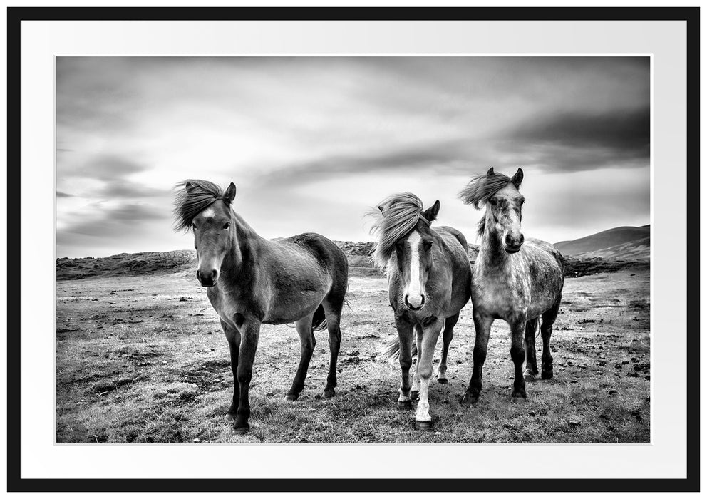 Pixxprint Drei wilde Islandpferde, im Galerie-Passepartout Bilderrahmen
