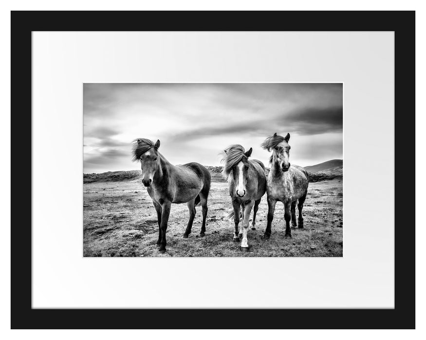 Drei wilde Islandpferde Passepartout 38x30