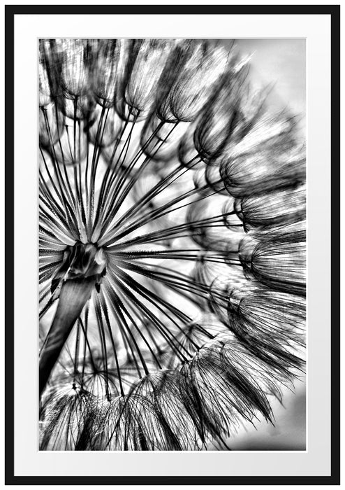 Pixxprint Schöne Pusteblume, im Galerie-Passepartout Bilderrahmen