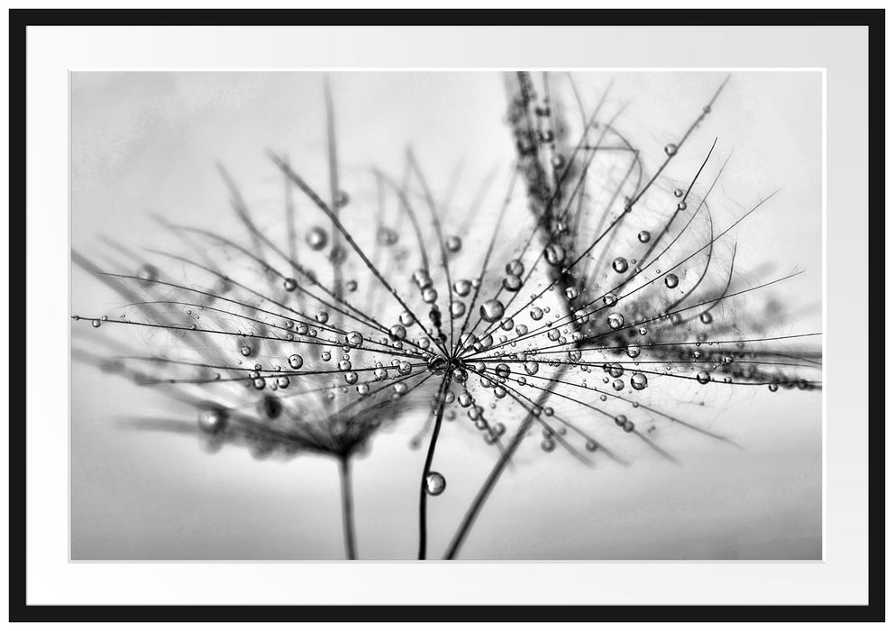 Pixxprint Pusteblume bedeckt mit Tropfen, im Galerie-Passepartout Bilderrahmen