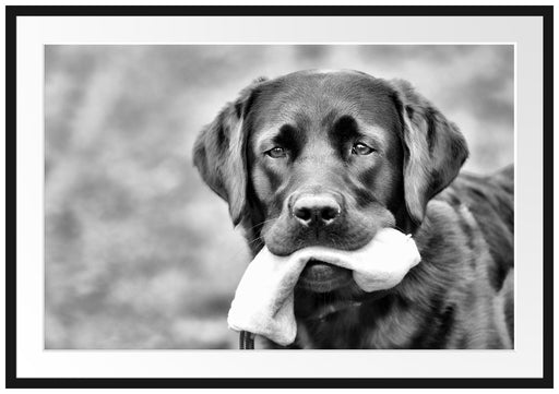 schwarzer Labrador mit Spielzeug Passepartout 100x70