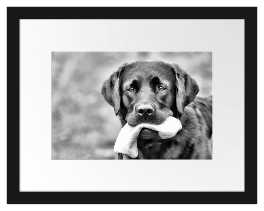 schwarzer Labrador mit Spielzeug Passepartout 38x30