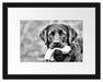 schwarzer Labrador mit Spielzeug Passepartout 38x30